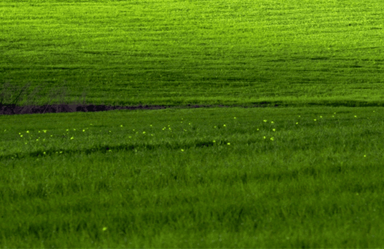 Green field background